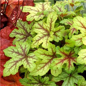 Heucherella 'Alabama Sunrise'.